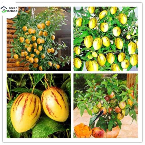 Picture of Global Dwarf Mini Sweet Melon Seeds - 10 Pcs SeedS**