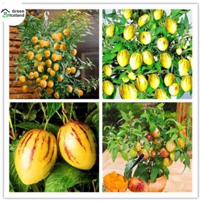 Picture of Global Dwarf Mini Sweet Melon Seeds - 10 Pcs SeedS**