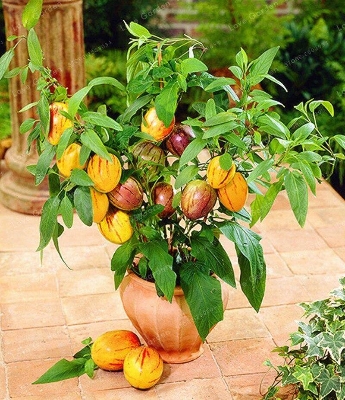 Picture of Global Dwarf Mini Sweet Melon Seeds - 10 Pcs SeedS**