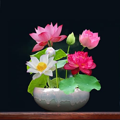 Picture of 5Pcs Seeds Aquatic Flower Pot Lotus Bowl Lotus Seeds Botanical GardeN***