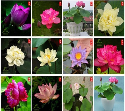 Picture of 5Pcs Seeds Aquatic Flower Pot Lotus Bowl Lotus Seeds Botanical GardeN***