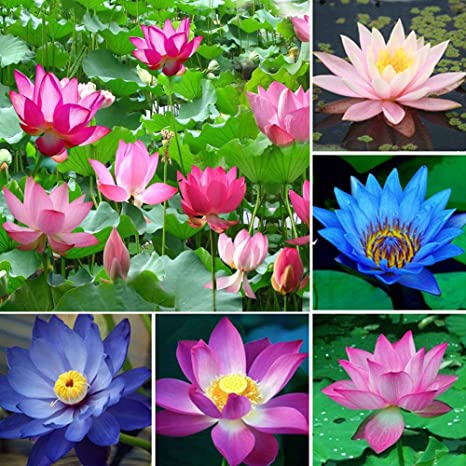 Picture of All Season Rainbow Lotus SeedS  - 5 Pcs SeedS**