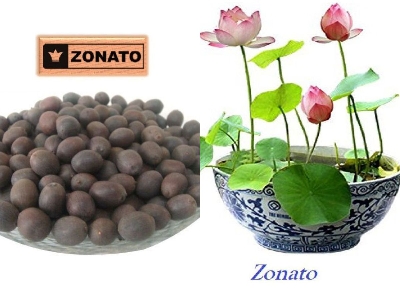 Picture of All Season Rainbow Lotus SeedS  - 5 Pcs SeedS**