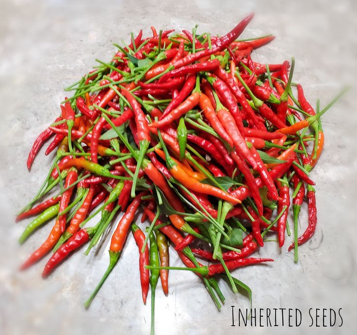 Picture of Green Chilly SeedS Long Size- 30+ Pieces