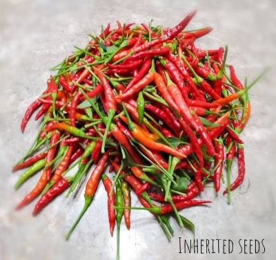 Picture of Green Chilly SeedS Long Size- 30+ Pieces
