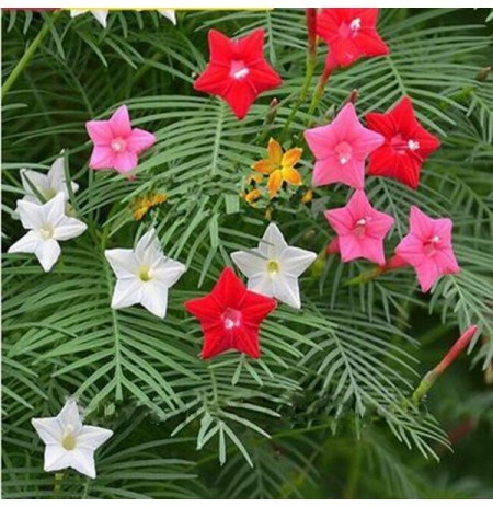 Picture of All Season Kunjo Flower SeedS  - 10 pcs Seed - 3 Color Mix