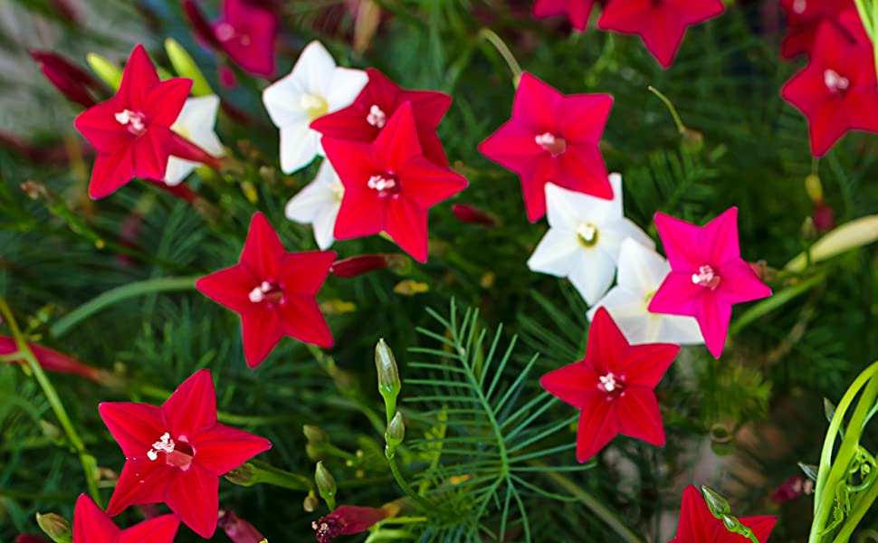 Picture of All Season Kunjo Flower SeedS  - 10 pcs Seed - 3 Color Mix