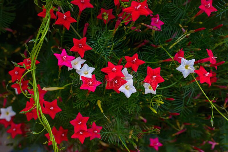 Picture of All Season Kunjo Flower SeedS  - 10 pcs Seed - 3 Color Mix