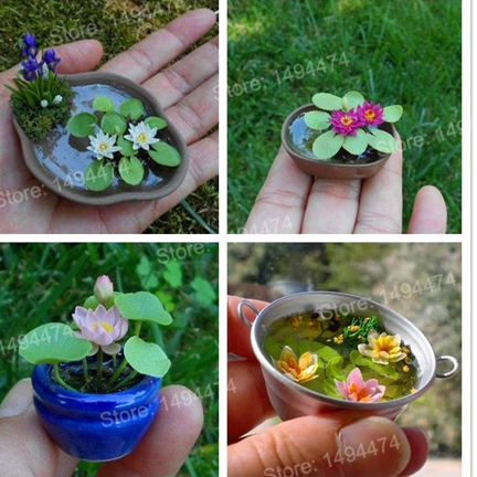 Picture of Lotus Flower Bonsai Seeds  - 5 Pcs SeedsS