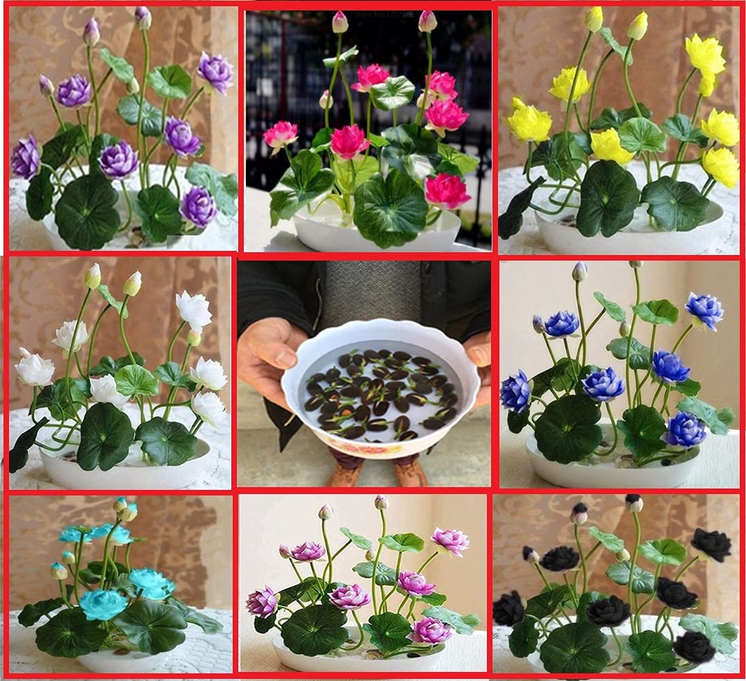 Picture of Lotus Flower Bonsai Seeds  - 5 Pcs SeedsS