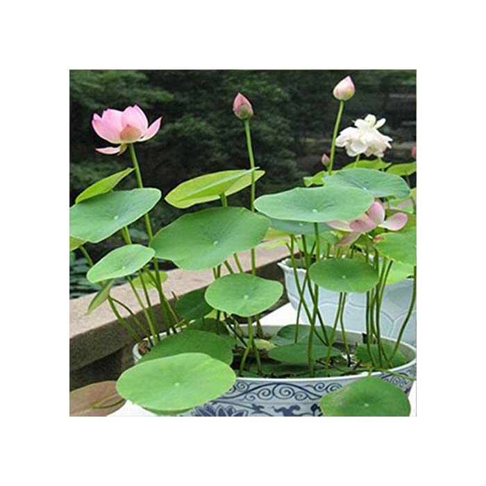 Picture of Lotus Flower Bonsai Seeds  - 5 Pcs SeedsS