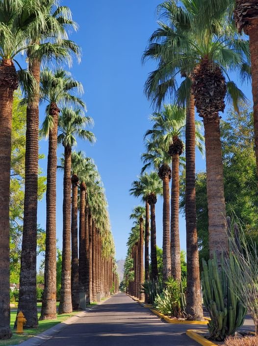 Picture of All Season Colourful Cycas/ Royel Palm Seeds - 5 Pcs Seeds