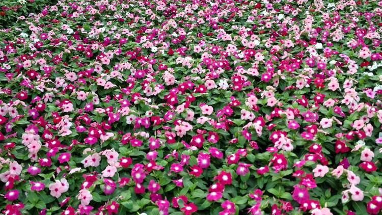 Picture of Global Vinca/Noyontara Flower SeedS - 20 Pcs SeedS