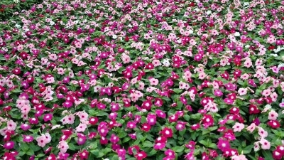 Picture of Global Vinca/Noyontara Flower SeedS - 20 Pcs SeedS