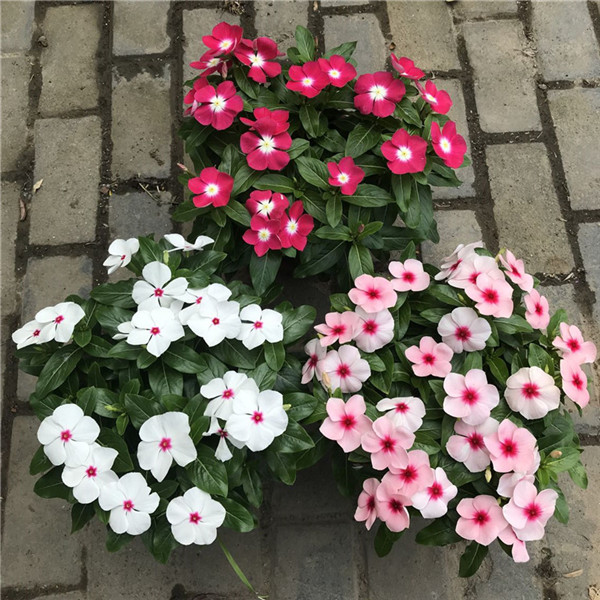 Picture of Global Vinca/Noyontara Flower SeedS - 20 Pcs SeedS
