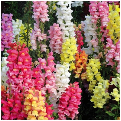 Picture of Mixed Antirrhinum Flower SeedS - 20 pcS