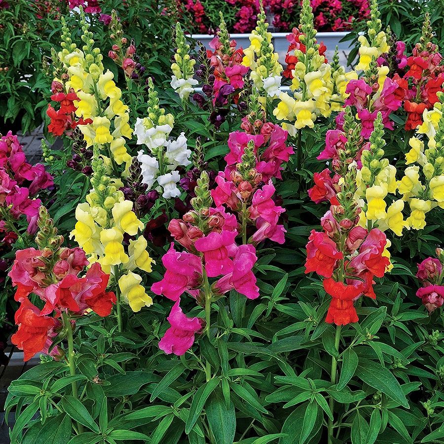 Picture of Mixed Antirrhinum Flower SeedS - 20 pcS