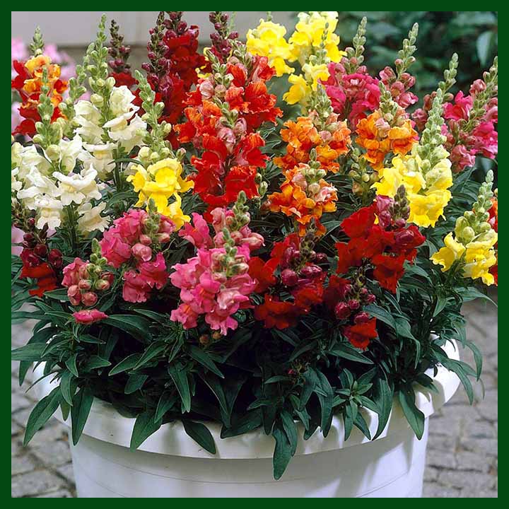 Picture of Mixed Antirrhinum Flower SeedS - 20 pcS