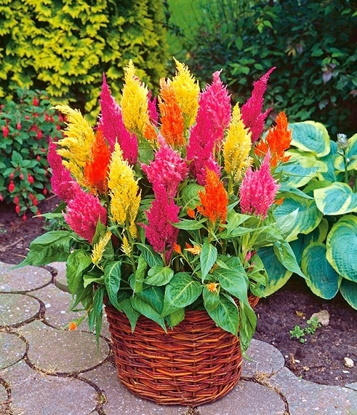 Picture of Global Mixed Celosia Flower Seeds - 15 pcs