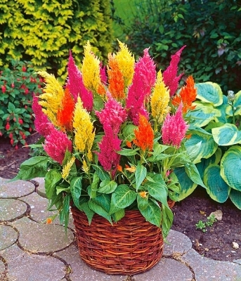 Picture of Global Mixed Celosia Flower Seeds - 15 pcs