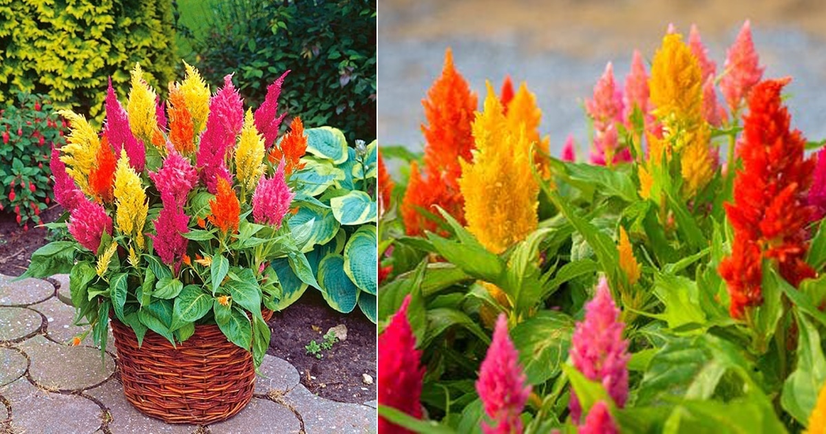 Picture of Global Mixed Celosia Flower Seeds - 15 pcs