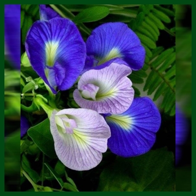 Picture of All Season mix Aparajita Flower Seeds 10 Pics