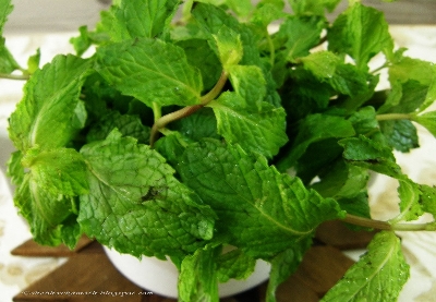Picture of All Season Pudina/Mint Seeds 30 Pcs SeedS