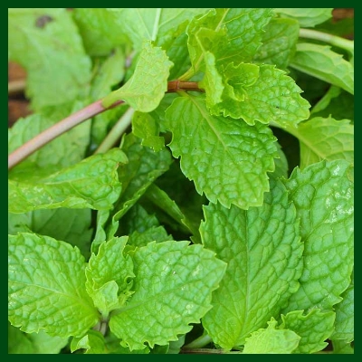 Picture of All Season Pudina/Mint Seeds 30 Pcs SeedS