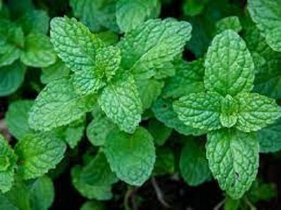 Picture of All Season Pudina/Mint Seeds 30 Pcs SeedS
