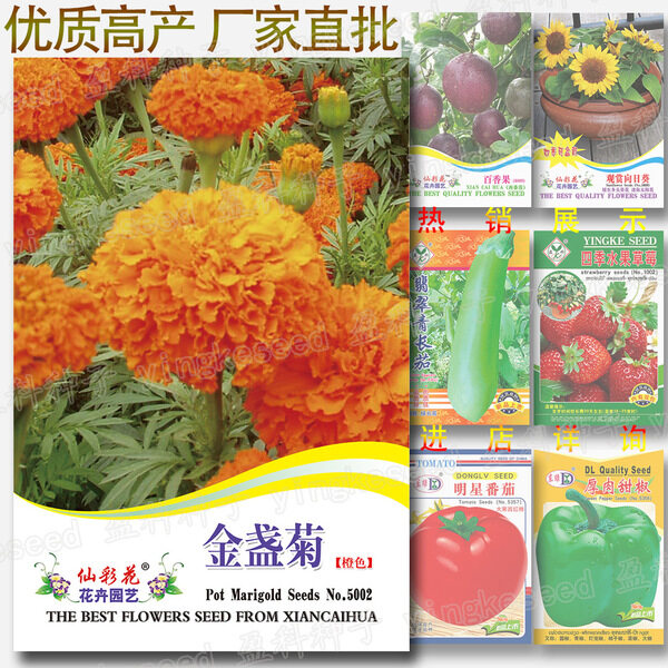 Picture of Marigold SeedS Orange Spring and Summer Color Package Four Seasons Flowers Seeds- 100pcs Imported Packet