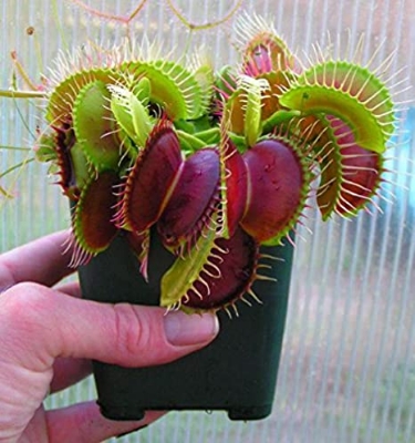 Picture of Premium Insectivorous Dionaea Muscipula flytrap Seeds - 10 Pcs SeedS