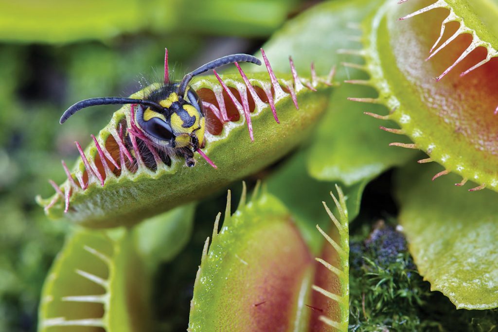 Picture of Premium Insectivorous Dionaea Muscipula flytrap Seeds - 10 Pcs SeedS