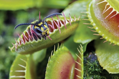 Picture of Premium Insectivorous Dionaea Muscipula flytrap Seeds - 10 Pcs SeedS