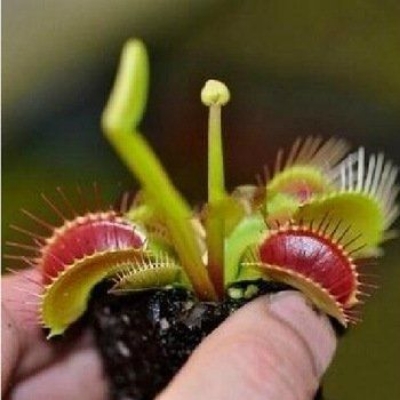 Picture of Premium Insectivorous Dionaea Muscipula flytrap Seeds - 10 Pcs SeedS