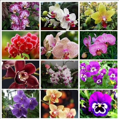 Picture of All Season Natural Beautiful Cymbidium orchid Seeds - 10 Pcs Seeds
