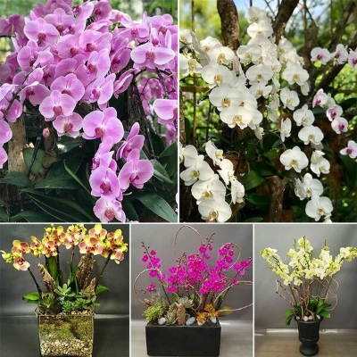 Picture of All Season Natural Beautiful Cymbidium orchid Seeds - 10 Pcs Seeds
