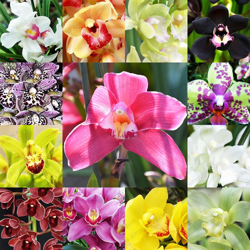 Picture of All Season Natural Beautiful Cymbidium orchid Seeds - 10 Pcs Seeds