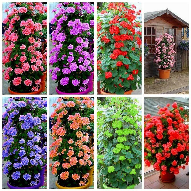 Picture of 25 Pcs Climbing Geranium Peltatum Flower Seeds - 25 Pcs SeedS (Imported Global Seeds)