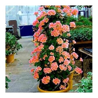 Picture of 25 Pcs Climbing Geranium Peltatum Flower Seeds - 25 Pcs SeedS (Imported Global Seeds)