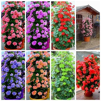 Picture of 25 Pcs Climbing Geranium Peltatum Flower Seeds - 25 Pcs SeedS (Imported Global Seeds)