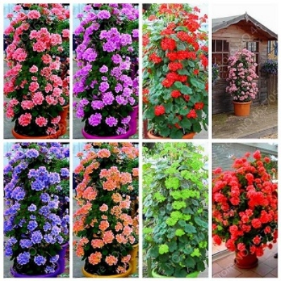 Picture of 25 Pcs Climbing Geranium Peltatum Flower Seeds - 25 Pcs SeedS (Imported Global Seeds)