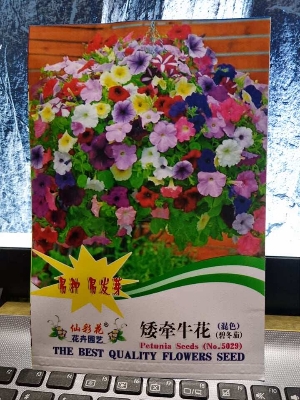 Picture of Multicolor Petunia SeedS Intake Packet - 400pcs Seeds (China Global Seeds)