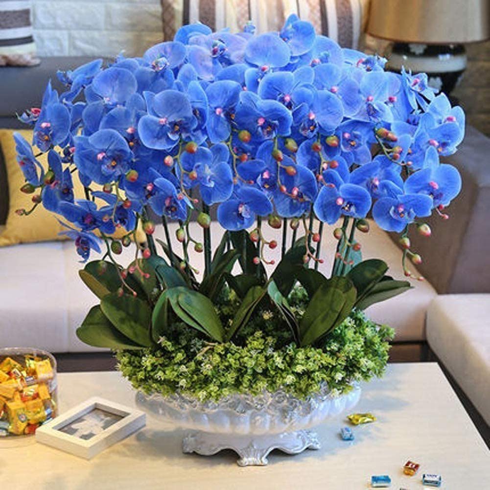 Picture of All Seasons Phalaenopsis Blue Orchid Seeds -10pcs
