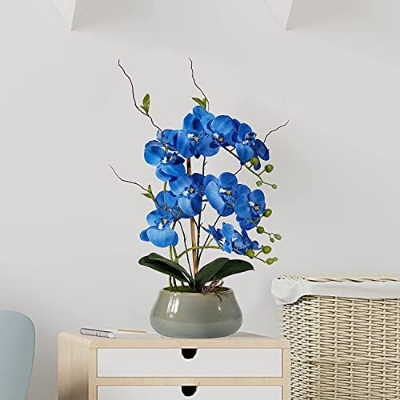 Picture of All Seasons Phalaenopsis Blue Orchid Seeds -10pcs