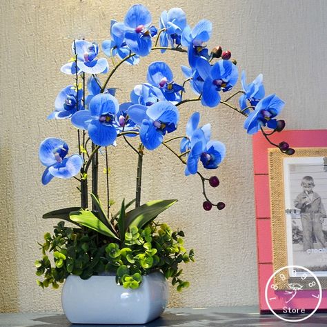 Picture of All Seasons Phalaenopsis Blue Orchid Seeds -10pcs