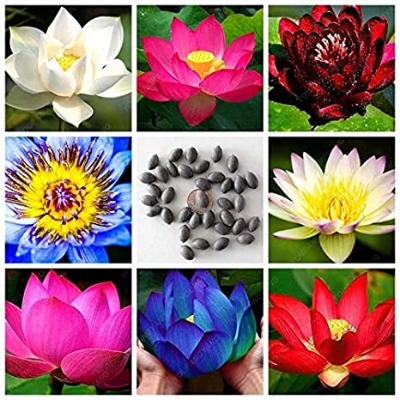 Picture of Giant Rainbow/Colourful Lotus Seeds - 3 Pcs Seeds