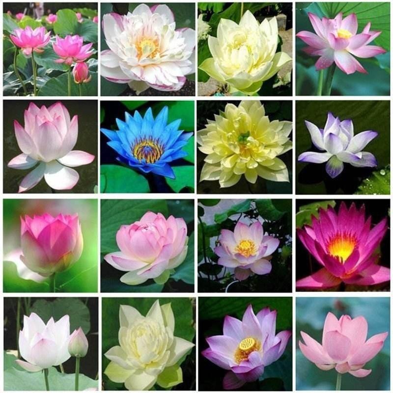 Picture of Giant Rainbow/Colourful Lotus Seeds - 3 Pcs Seeds