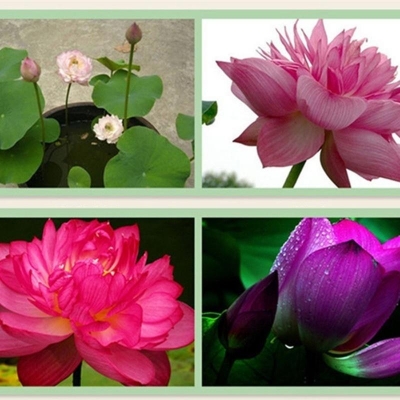 Picture of Giant Rainbow/Colourful Lotus Seeds - 3 Pcs Seeds
