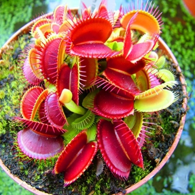 Picture of Insectivorous Dionaea Muscipula flytrap Seeds - 10 Pcs SeedS