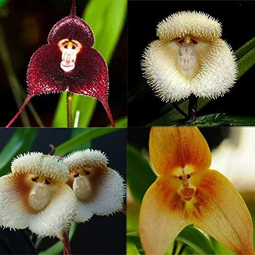 Picture of rare 10 Pcs Monkey Face Orchid Seeds-10 Pcs SeedS
